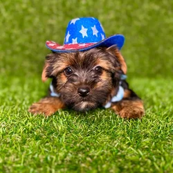 car_main_img_/media/ap_media/pets/LLXPVKAAONCL130231.webp.250x250_q85.webp