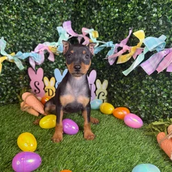 Female Min Pin puppy named Sandy for sale at Puppy Dreams - Garland.