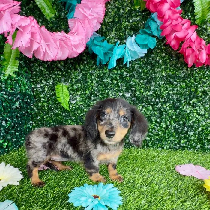 Female Dachshund puppy named Cheetah for sale at Puppy Dreams - Denton.