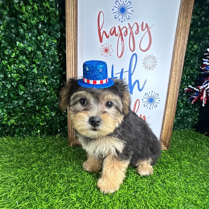 Female Yochon puppy named *Angus* for sale at Puppy Dreams - Mansfield.