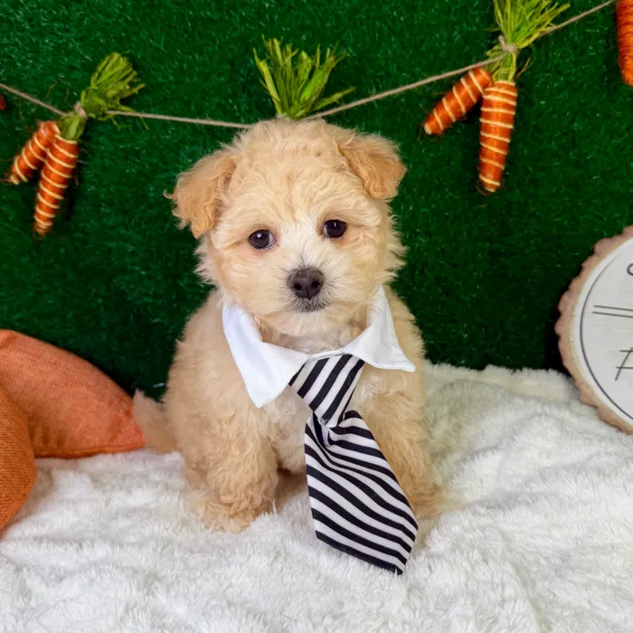 Male Maltipoo puppy named Finn for sale at Puppy Dreams - Garland.