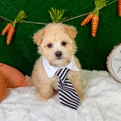 Male Maltipoo puppy named Finn for sale at Puppy Dreams - Garland.
