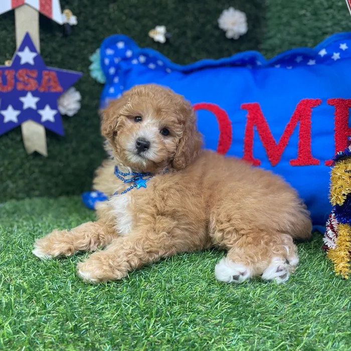 Male Mini Poodle puppy named Otis for sale at Puppy Dreams - Carrollton.
