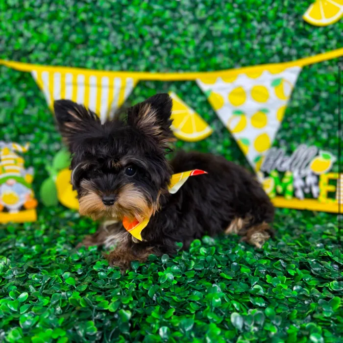 Male Yorkie puppy named Boss for sale at Puppy Dreams - North Richland Hills.