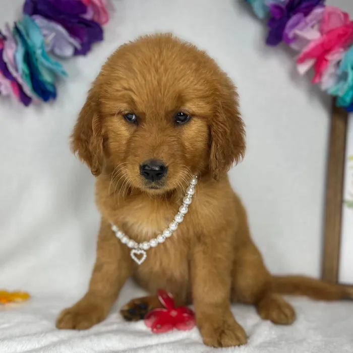 Female Golden Retriever puppy named *Hera* for sale at Puppy Dreams - Mansfield.
