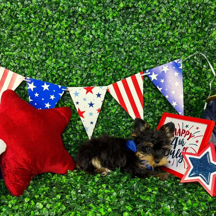 Male Yorkie puppy named Pip for sale at Puppy Dreams - North Richland Hills.