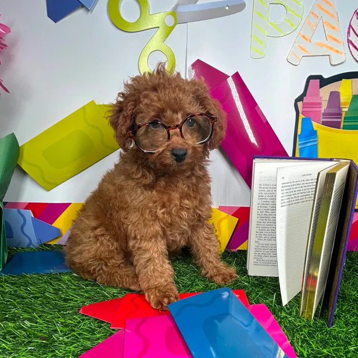Male Mini Poodle puppy named *Mr. Evans* for sale at Puppy Dreams - Mansfield.