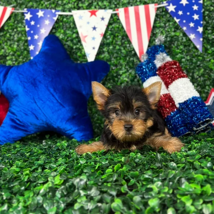 Female Yorkie puppy named Nibbles for sale at Puppy Dreams - North Richland Hills.