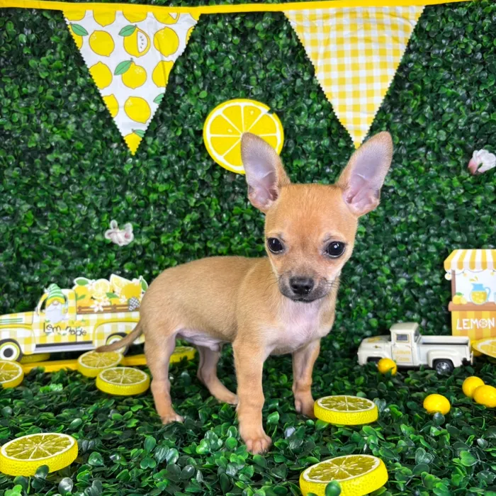 Male Chihuahua puppy named Romeo for sale at Puppy Dreams - North Richland Hills.