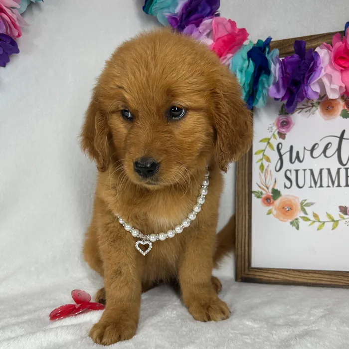 Female Golden Retriever puppy named *Hera* for sale at Puppy Dreams - Mansfield.