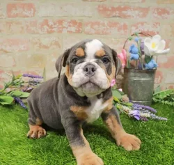 Male Hybrid puppy for sale at Puppy Dreams - Arlington.