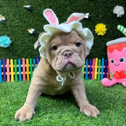 Female English Bulldog puppy named Cookie for sale at Puppy Dreams - Carrollton.