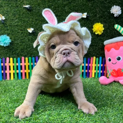 Female English Bulldog puppy named Cookie for sale at Puppy Dreams - Carrollton.