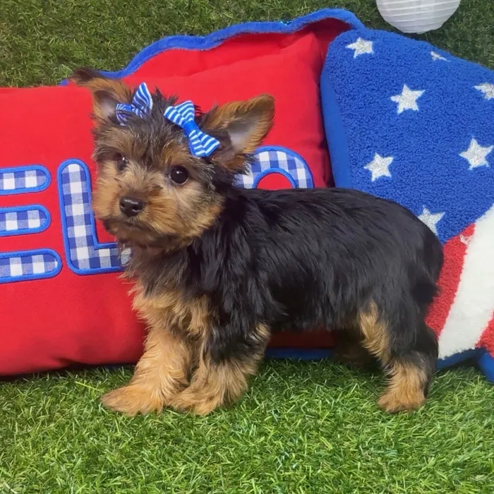 Female Yorkie puppy named Sweet Pea for sale at Puppy Dreams - Arlington.