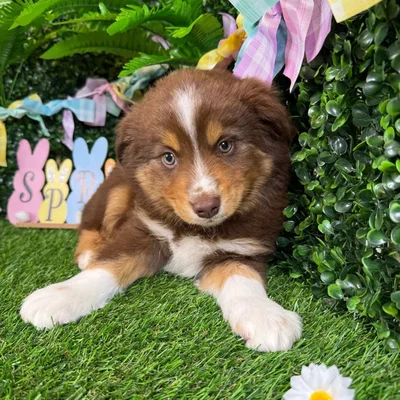 Male Miniature American Shepherd puppy named Cooper for sale at Puppy Dreams - Denton.