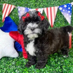 Female Shipoo puppy named Molly for sale at Puppy Dreams - North Richland Hills.