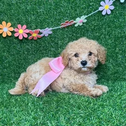 car_main_img_/media/ap_media/pets/LUGITNGOPBQW126296.webp.250x250_q85.webp