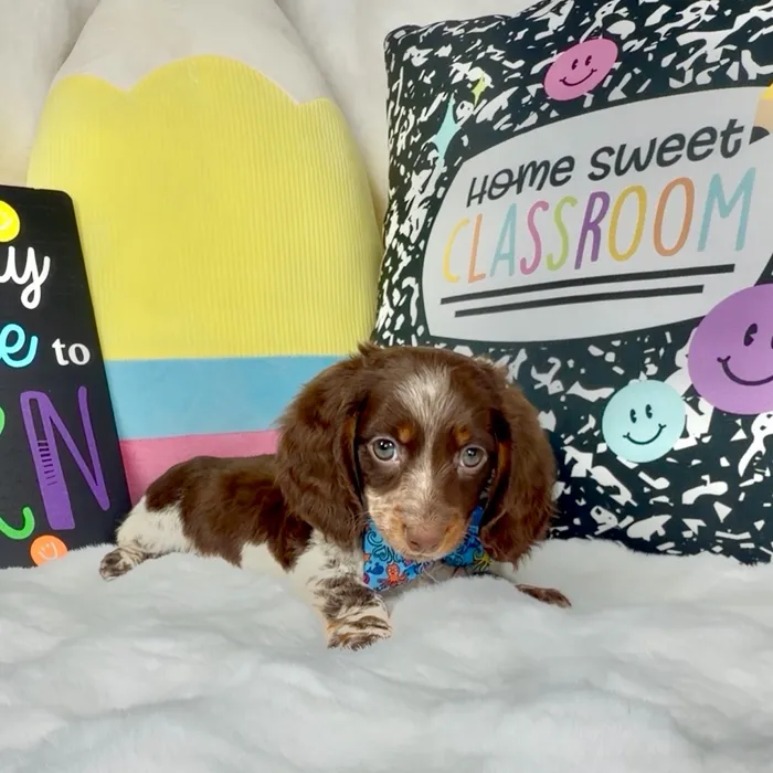 Male Dachshund puppy named Twisler for sale at Puppy Dreams - Denton.