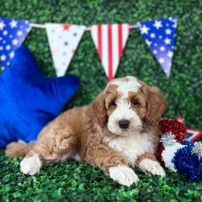 Male Mini Goldendoodle puppy named Mochi for sale at Puppy Dreams - North Richland Hills.