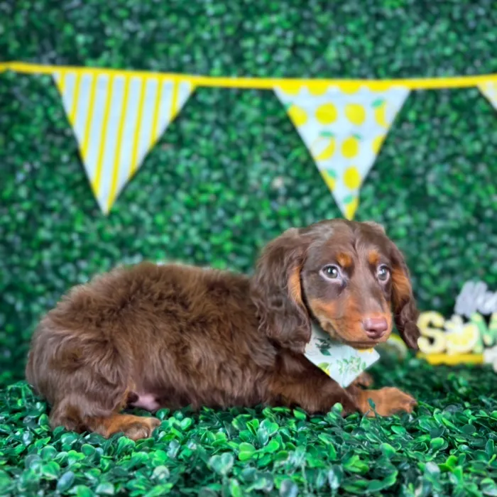 Male Dachshund puppy named Oreo for sale at Puppy Dreams - North Richland Hills.