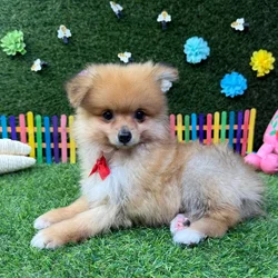 Male Pomeranian puppy named Ash for sale at Puppy Dreams - Carrollton.