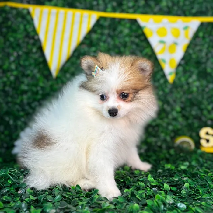 Female Pomeranian puppy named Sadie for sale at Puppy Dreams - North Richland Hills.