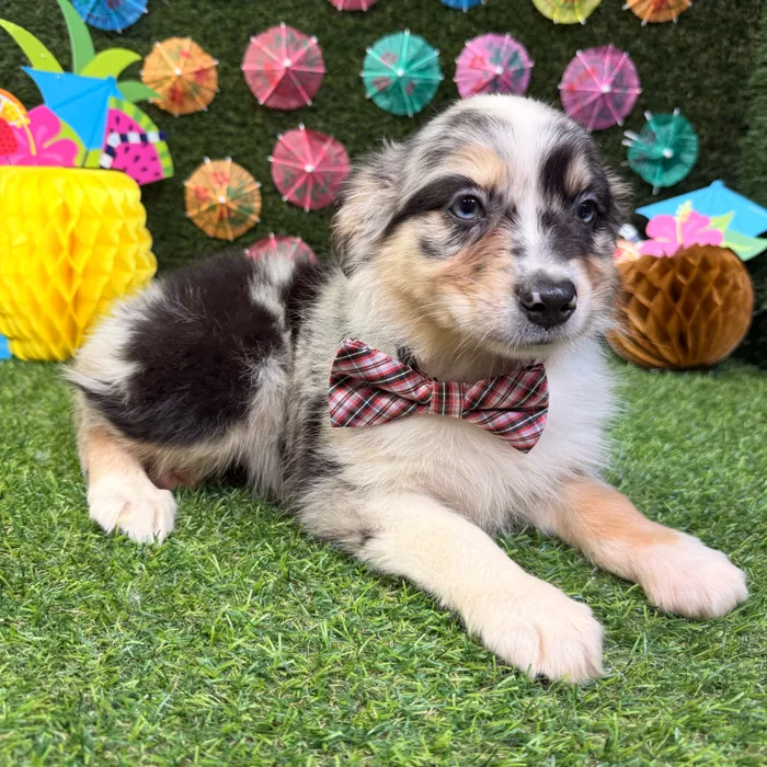 Male Australian Shepherd puppy named Enzo for sale at Puppy Dreams - Carrollton.