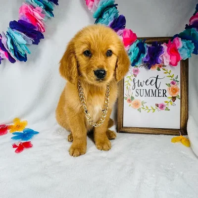 Male Golden Retriever puppy named *Ares* for sale at Puppy Dreams - Mansfield.