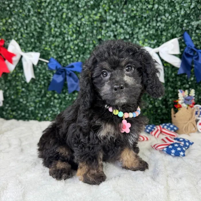 Female Cockapoo puppy named Mabel for sale at Puppy Dreams - Garland.
