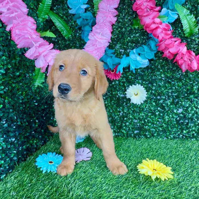 Female Golden Retriever puppy named Debby Ryan for sale at Puppy Dreams - Denton.