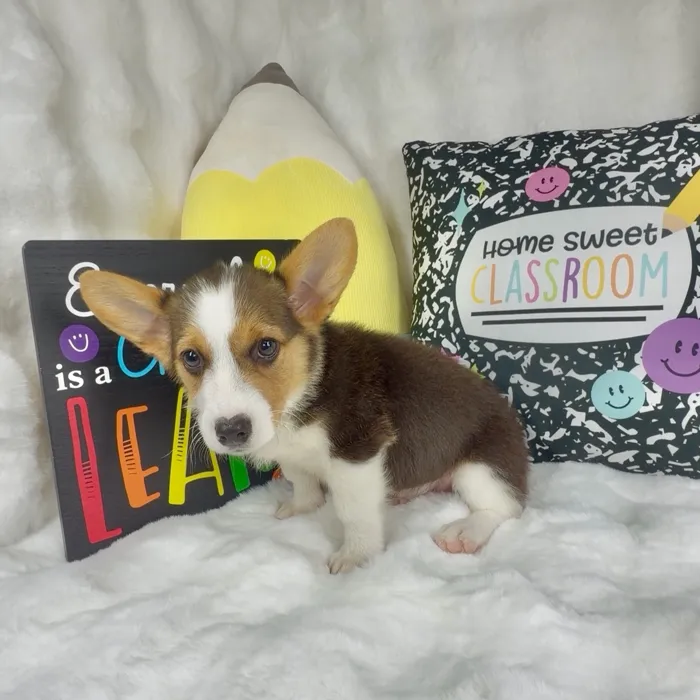 Male Pembroke Welsh Corgi puppy named Dill for sale at Puppy Dreams - Denton.