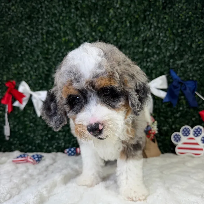 Male Bernedoodle puppy named Benji for sale at Puppy Dreams - Garland.
