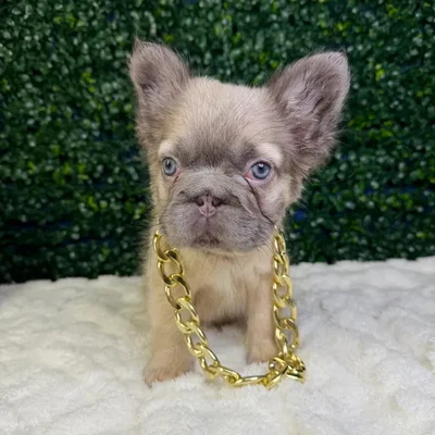Male Fluffy French Bulldog puppy named Storm for sale at Puppy Dreams - Garland.