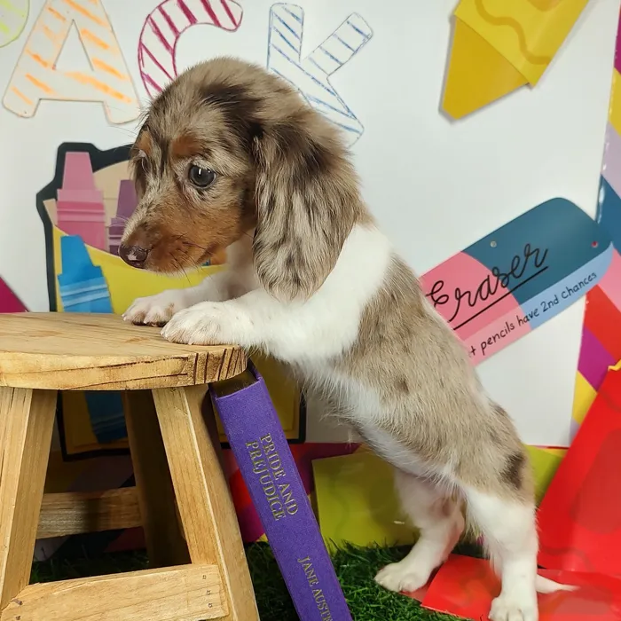 Female Dachshund puppy named *Running Man* for sale at Puppy Dreams - Mansfield.