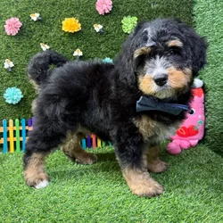 Female Bernedoodle Mini puppy named Bambi for sale at Puppy Dreams - Carrollton.