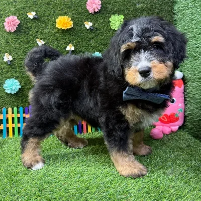 Female Bernedoodle Mini puppy named Bambi for sale at Puppy Dreams - Carrollton.
