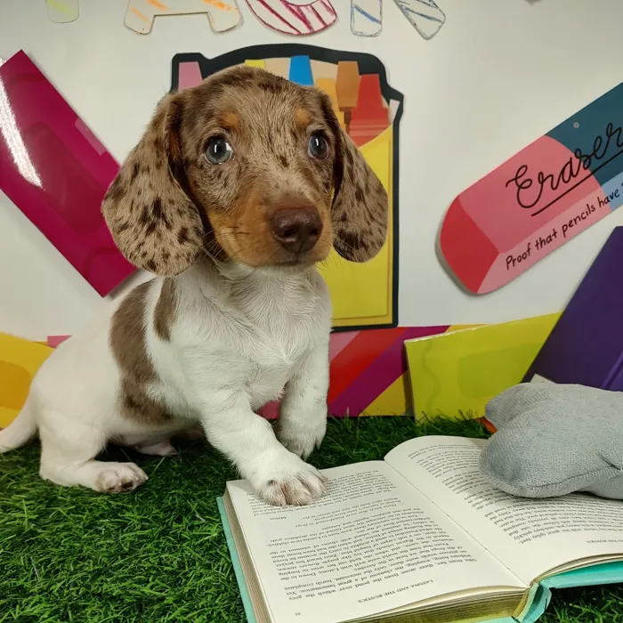 Male Dachshund puppy named Dougie for sale at Puppy Dreams - Mansfield.