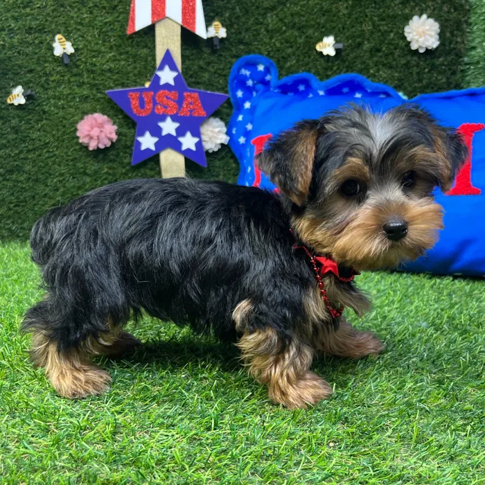 Male Yorkie puppy named Tommy for sale at Puppy Dreams - Carrollton.