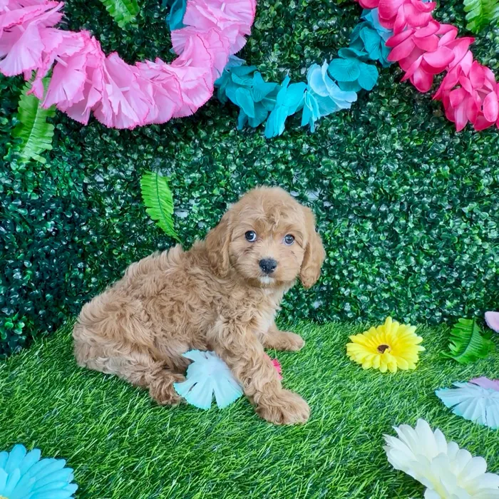Female Cavapoo puppy named Cougar for sale at Puppy Dreams - Denton.