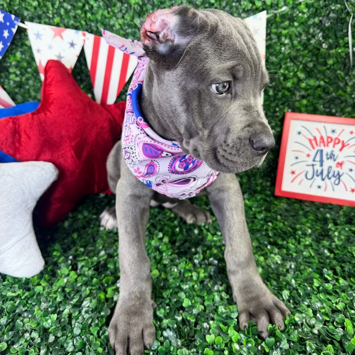 Female Cane Corso puppy named Zena for sale at Puppy Dreams - North Richland Hills.