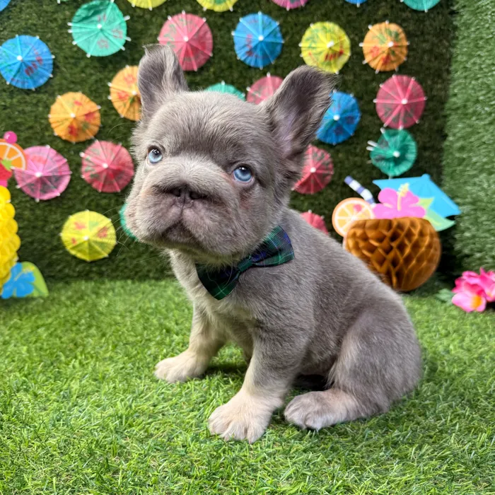Male Fluffy French Bulldog puppy named Louie for sale at Puppy Dreams - Carrollton.