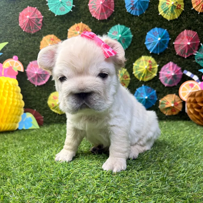 Female Fluffy French Bulldog puppy named Pearl for sale at Puppy Dreams - Carrollton.
