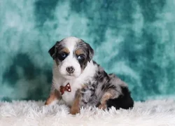 car_main_img_/media/ap_media/pets/MDEJFFKNEHNF124633.webp.250x250_q85.webp