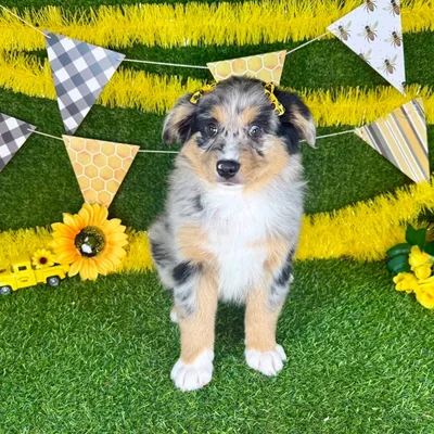Female Mini Aussie puppy named Charlie for sale at Puppy Dreams - Arlington.