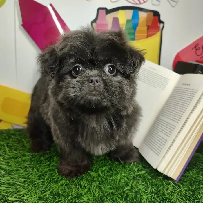 Female Shih Tzu puppy named *Mrs. Reid* for sale at Puppy Dreams - Mansfield.