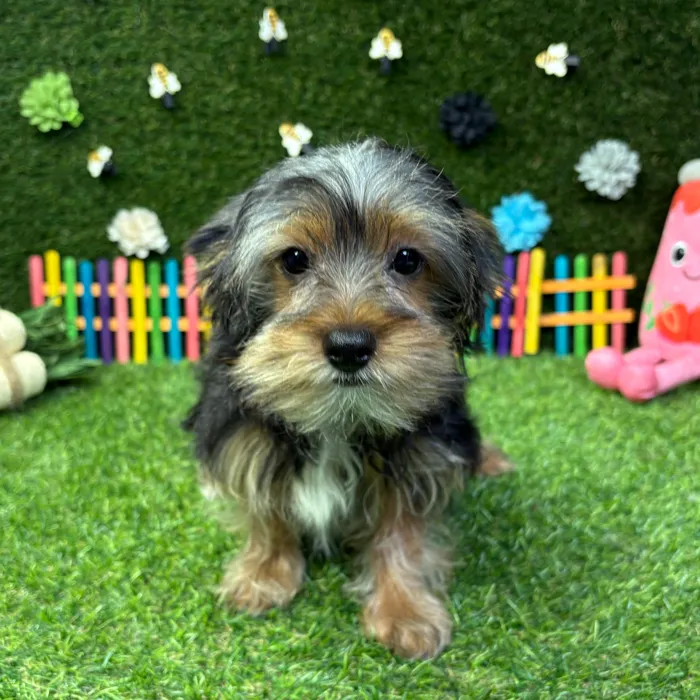 Male Yorkie puppy named Milo for sale at Puppy Dreams - Carrollton.