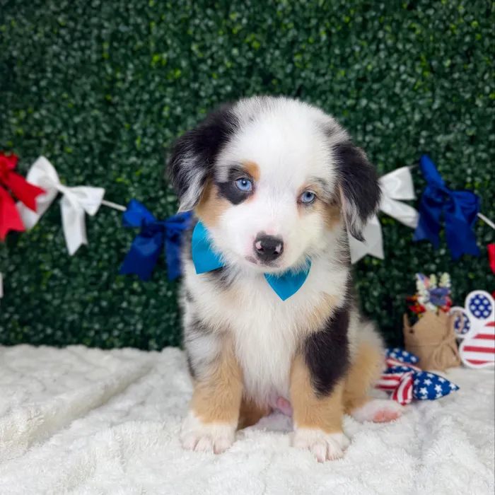 Male Mini Aussie puppy named Maverick for sale at Puppy Dreams - Garland.