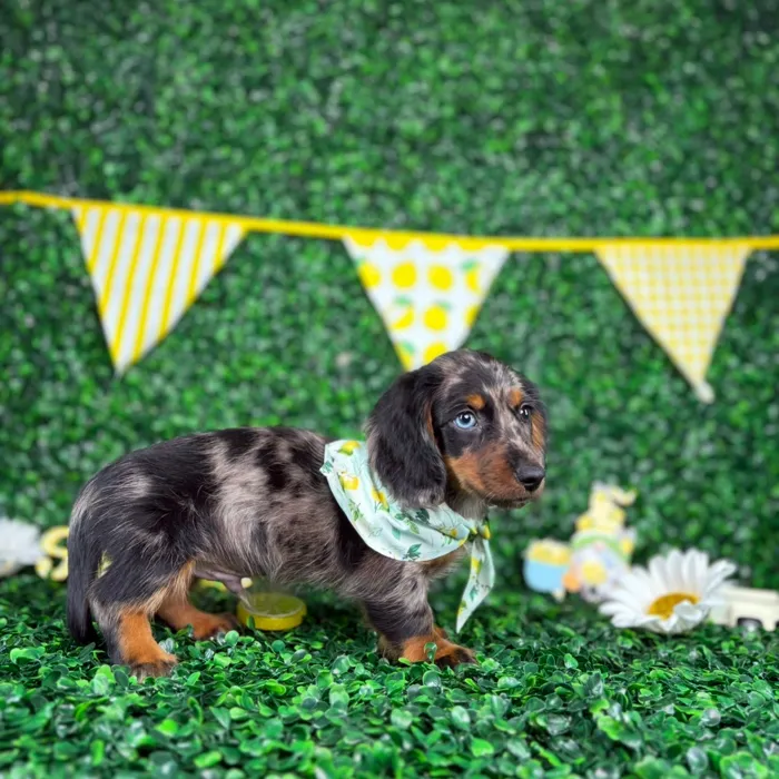Male Dachshund puppy named Milo for sale at Puppy Dreams - North Richland Hills.