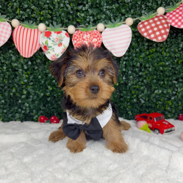Male Yorkie puppy named King for sale at Puppy Dreams - Garland.