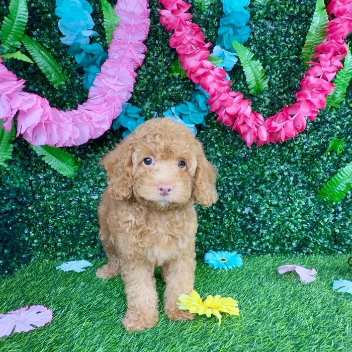 Female Cockapoo puppy named Viola Davis for sale at Puppy Dreams - Denton.